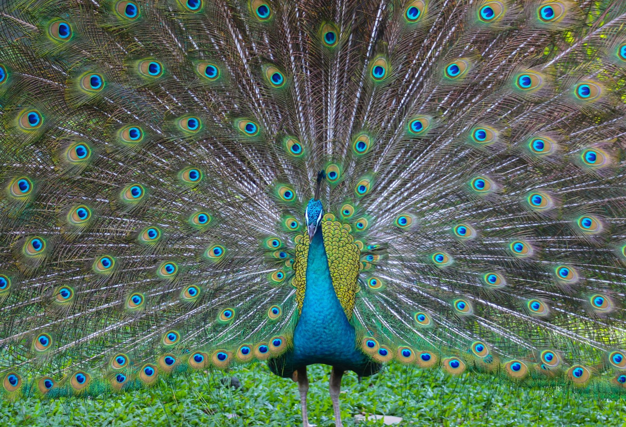 Peacock feathers